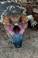 короткохвостый сцинк (который без подписи):

А это Акантозавр Наталии(льи):