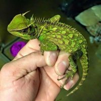 короткохвостый сцинк (который без подписи):

А это Акантозавр Наталии(льи):