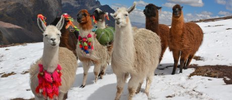 Зимой в Перу дефицит снега ???