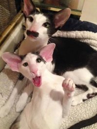 Грузин же! Вот его брат из Тбилиси: