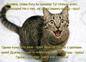Выходки котов, из-за которых их почему-то еще не выкинули на улицу