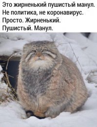 Он не жирненький. У него кость пушистенькая...