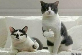 Прикольные и смешные картинки