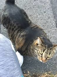 Котюня согласен