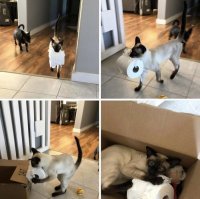 20 беспардонных морд, которые любят похозяйничать в доме 