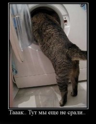 20 беспардонных морд, которые любят похозяйничать в доме 