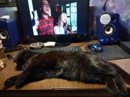 20 беспардонных морд, которые любят похозяйничать в доме 