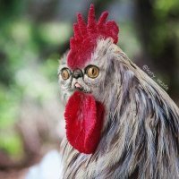 Прикольно) Но не дай Бог на такой планете жить - вот как из такого петуха уху варить?))