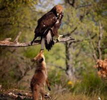 Пестрый мир лисиц