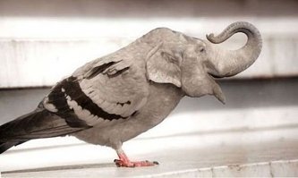 В ЦАГИ прошли испытания модели самолета «Слон»