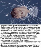 Прям россиян описали! "колючки", разумеется, ментальные.