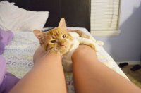 Нет, не такое фото! Покажите то, что видит кот. :)