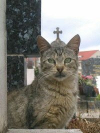 ЕГО КОТЕЙШЕСТВО!