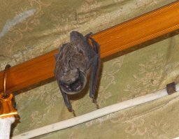 У нас в деревне на даче много! По вечерам летают - только шорох стоит, а днём копошатся и попискивают за стеной (дом из бруса и кирпичём обложен) В комнату пару раз залетали - полотенцем ловил и на улицу!