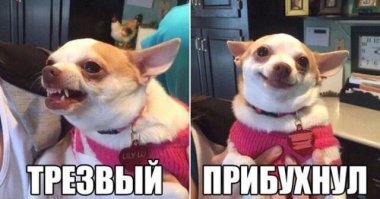 Прикольные и смешные картинки