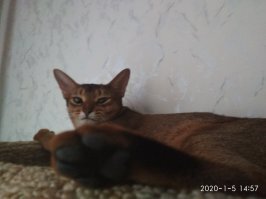 моя кыса тоже против коронавируса!