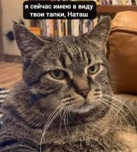 Оказывается, котики тоже против коронавируса!