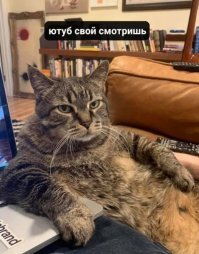 Оказывается, котики тоже против коронавируса!