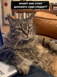 Оказывается, котики тоже против коронавируса!