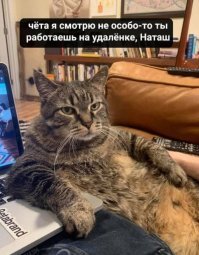 Оказывается, котики тоже против коронавируса!