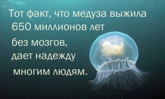 Хорек, которого жизнь точно ничему не учит