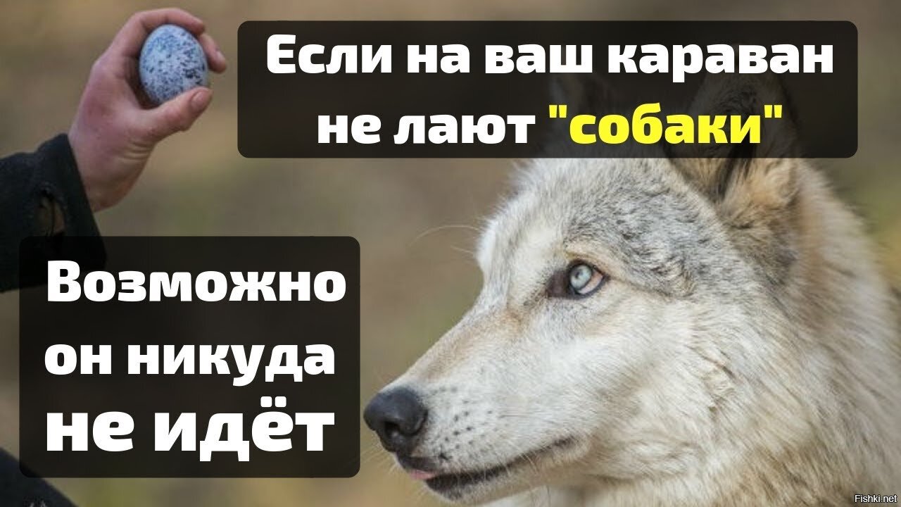 Собаки лают караван. Собаки лают Караван идет. Поговорка собака лает Караван идет. Собака брешет Караван идет. Собака гавкает Караван идет значение.