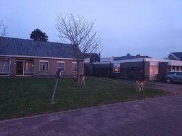 Вы никогда не были в Нидерландах. 
Голландцы живут на природе. Ни в одном российском городе нет столько живности, уток, лебедей, казарок, гусей, зайцев бегающих прямо на городских лужайках.

Там всюду свежайший воздух. Лебеди и утки плавают в каждом канале. 

А вот фотография сделана мною в городе Зандворт. В 2018м году. Олени из ближайшего парка гуляют по городу. 

Это у нас в городах и областях от природы ничего не осталось.