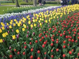 Это тюльпан на фото. И фото из парка цветов Кекенхоф в Нидерландах. 
Я, понимаю, что вы без много можете обойтись. Без парков, без музеев, без театров. Для вас в мире много всего ненужного. Лишь бы блокбастеры про апокалипсис снимать продолжали. Ага? 

К слову, Нидерланды идут впереди планеты всей по технологичности сельского хозяйства. И именно благодаря их опыту мы можем не только спасти множество видов растений и вывести новые чудесные гибриды, но и использовать  этот опыт в разведении и селекции плодовых растений.