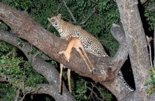 Вот это сила:  леопард затащил тушу антилопы на верхушку дерева