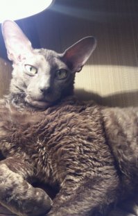 Это смотря какой кот... мой молочку вообще не жрет, а вот выпечку таскает и грызет...