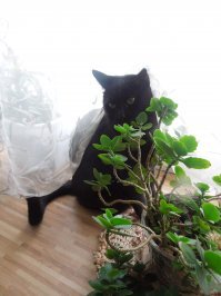 Котики домашние - это одни из самых лояльных к человеку животных...Разумеется, что и от человека, при общении со своими питомцами, требуется любовь и забота, в таком случае можно всегда рассчитывать на ответную любовь, привязанность и кошачую поддержку - пушистую, симпатичную, забавную, тёплую и мягкую, мурчащую и понимающую!