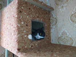 "Заказчики довольны!": хозяин смастерил кошачий вольер для прогулок