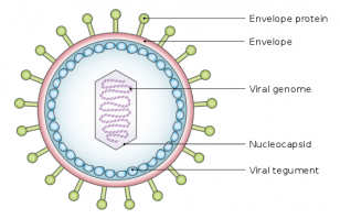 вирус не может ни спать, ни бодрствовать. Внутри вируса вообще нет никаких процессов. 
Вирус это просто кусочек ДНК в белковой капсуле. Там нет ни каких органелл в отличие от бактерии. 
Вот бактерии живут, питаются, и могут цистироваться (впадать в спячку).