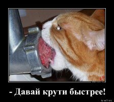 Смешные картинки с надписями про котят, которые ещё не познали мир полностью и их родителей