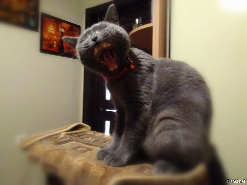 Не мог пройти мимо)))- Скоттиш страйт