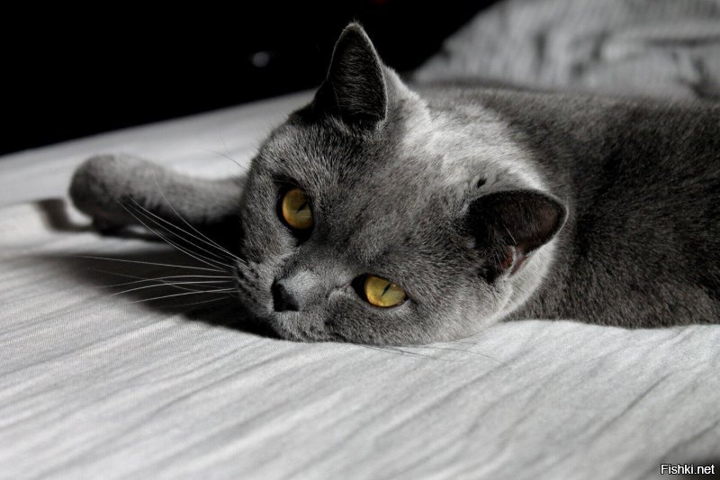 Не мог пройти мимо)))- Скоттиш страйт