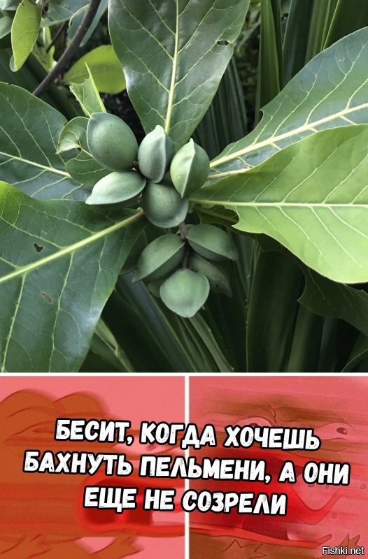 господа, в связи с карантином назрел очередной, остросоциальный опрос