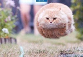 Котики тоже умеют летать.