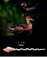 Красивая уточка. Хорошая статья.

А теперь - догадайтесь, что это изображено на фото;)