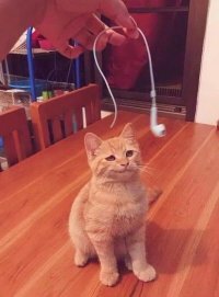 С этим кошаком можно смело мемы делать, уж больно морда у него нахальная.