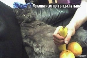 Невероятные превращения кошек в домашних динозавров и драконов