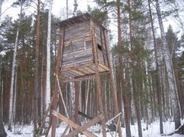 Да-да, несколько месяцев. Приманкой он был. А съёмки велись из вот такого лабаза. После съёмки медведей замочили. Хотя охотились скорее на волка.