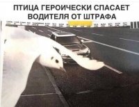 Так это птица превысила скорость.