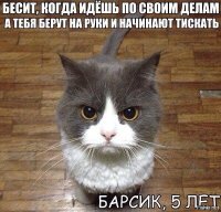 Социальны ли кошки?