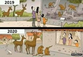 Пустующие улицы городка в Уэльсе захватили дикие козы