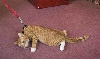 Если кто-то курицу выгуливал на поводке, то до кошек это поветрие точно доберется))) Хочет не хочет, а гулять вытянут