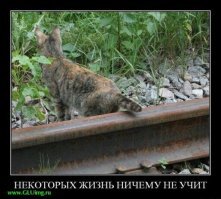 Китайцы снова принялись есть летучих мышей, из-за которых по миру разлетелся коронавирус