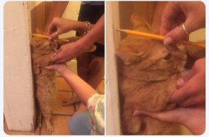 Дамочки завышают рост кота, карандаш надо держать перпендикулярно стене))))