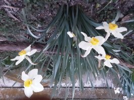 Старый, ты действительно мамонт. Приедешь ко мне - я тебя в плешь поцелую.
Вот тебе свежего, буквально щаз: