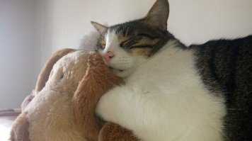 Наши коты живут по принцыпу "поели ,можно и поспать" только теперь в два раз больше,потому что я тоже дома)))